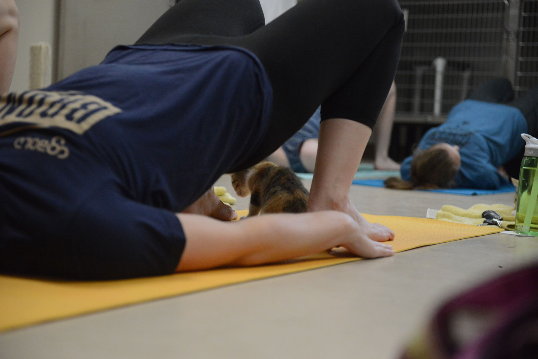 Cat Yoga at Aggieland Humane Society